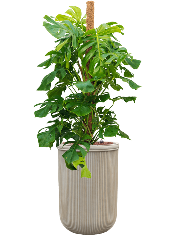 Monstera deliciosa en Baq Vertical Rib