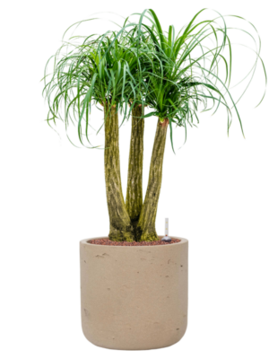Beaucarnea recurvata en Rough