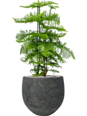 Araucaria heterophylla en Rough
