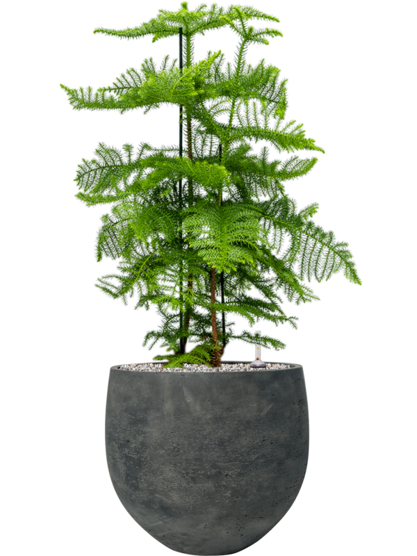 Araucaria heterophylla en Rough, Pottery Pots