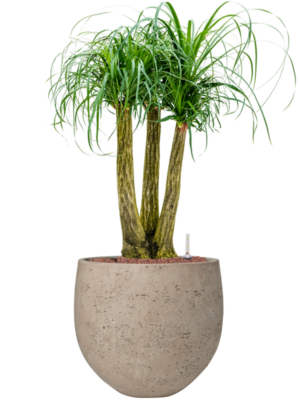Beaucarnea recurvata en Rough