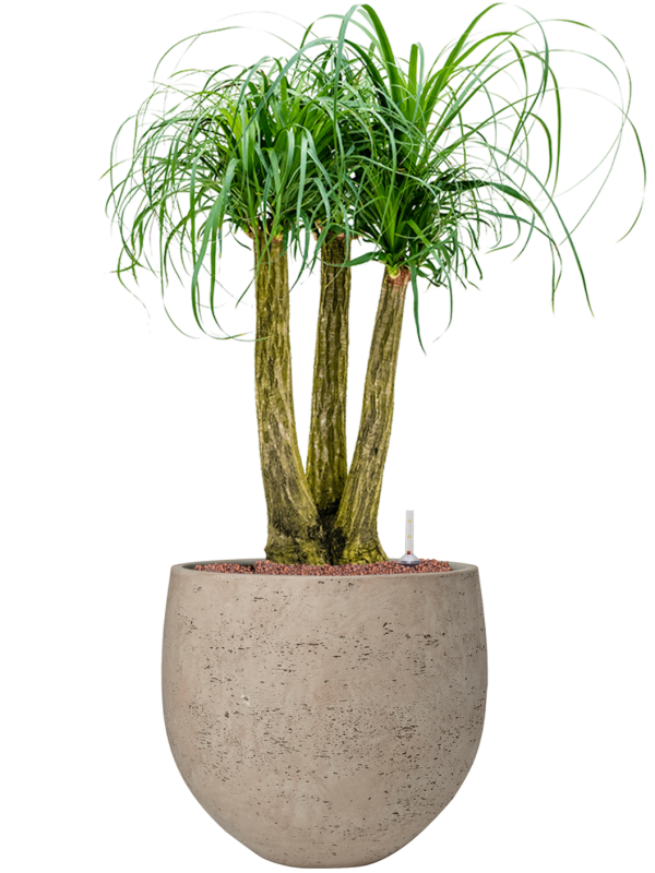 Beaucarnea recurvata en Rough, Pottery Pots