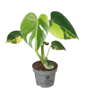 Monstera deliciosa 'Aurea Variegata'