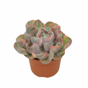 Echeveria Cleopatra