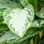 Aglaonema