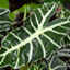 Alocasia