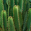 Cactées & Succulentes