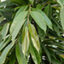 Ficus
