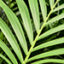 Kentia