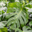 Monstera
