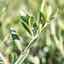 Olea