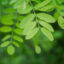 Autre plantes