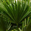 Palmiers