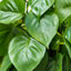 Philodendron
