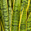 Sansevieria