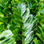 Zamioculcas