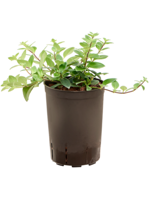 Aeschynanthus lobbianus