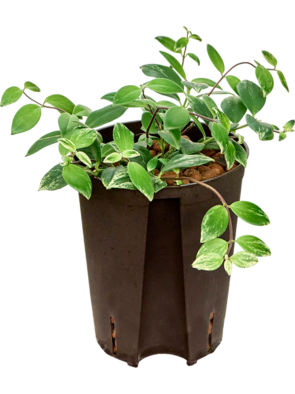 Aeschynanthus lobbianus