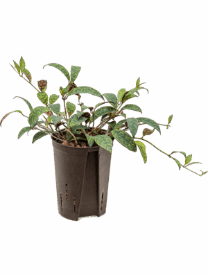 Aeschynanthus marmoratus