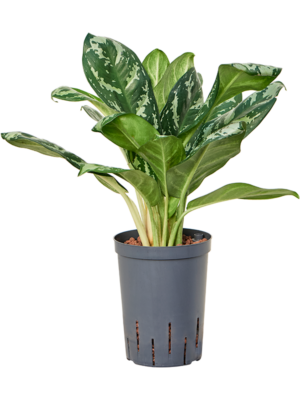 Aglaonema 'Amazon silver'