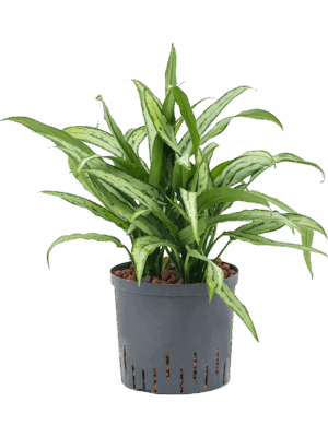Aglaonema 'Cutlass'
