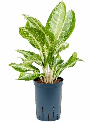 Aglaonema 'Anouk'