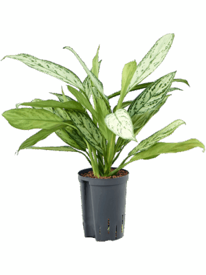 Aglaonema 'Silver King'