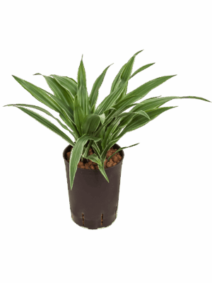 Dracaena deremensis 'Warneckei'