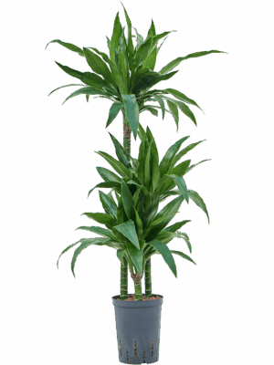 Dracaena fragrans 'Janet Craig'