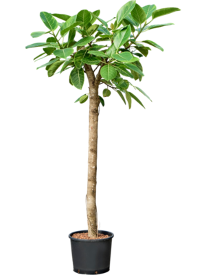 Ficus altissima 'Variagata'