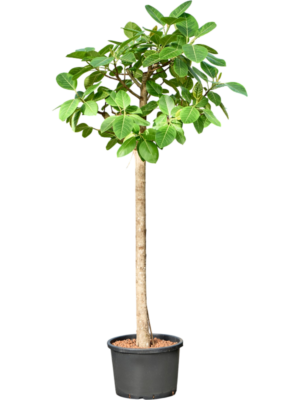 Ficus altissima 'Variagata'