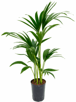 Kentia (Howea) forsteriana