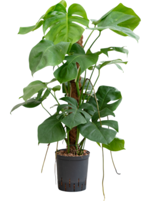 Monstera deliciosa