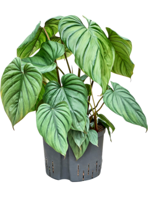 Philodendron 'Colombia'
