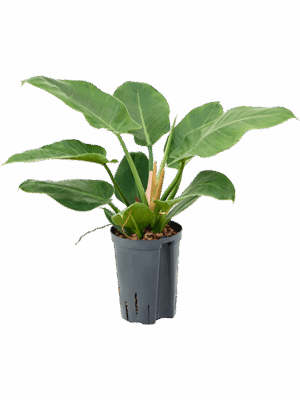Philodendron 'Imperial Green'