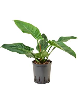 Philodendron 'Imperial Green'