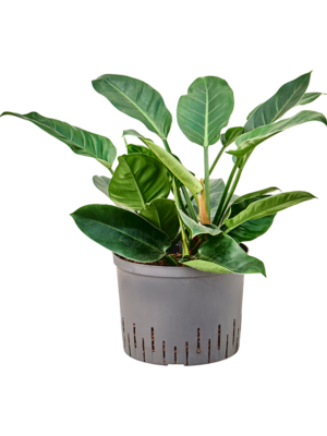 Philodendron 'Imperial Green'