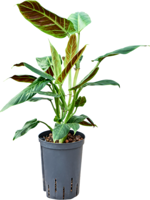 Philodendron 'Subhastatum'