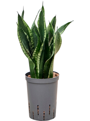Sansevieria 'Silver Flame'