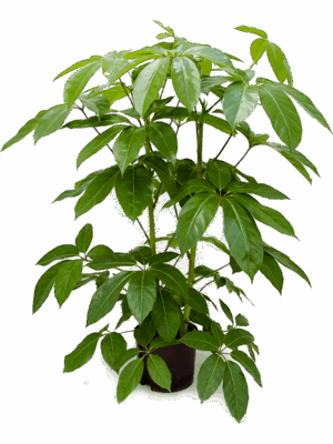 Schefflera actinophylla 'Amate'