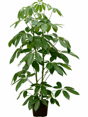 Schefflera actinophylla 'Amate'
