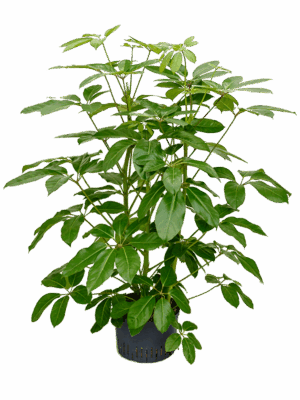Schefflera actinophylla 'Amate'