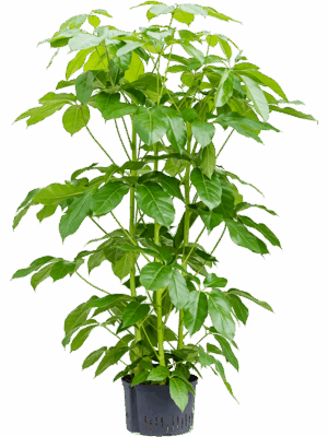 Schefflera actinophylla 'Amate'