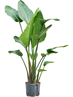Strelitzia nicolai