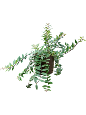 Aeschynanthus lobbianus