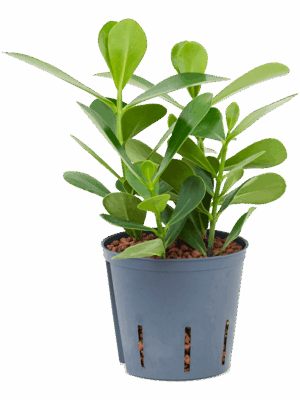 Clusia rosea 'Green Magic'
