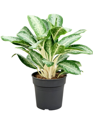 Aglaonema 'Anouk'