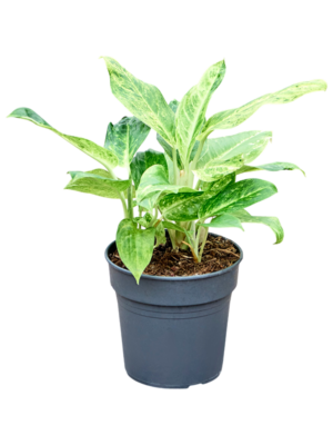 Aglaonema 'Citrinum'
