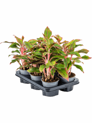 Aglaonema 'Crete' 6/tray