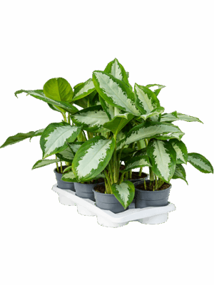 Aglaonema 'Diamond Bay' 6/tray
